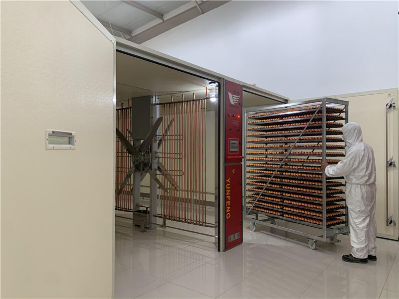 115200 egg incubator eggs move in.jpg