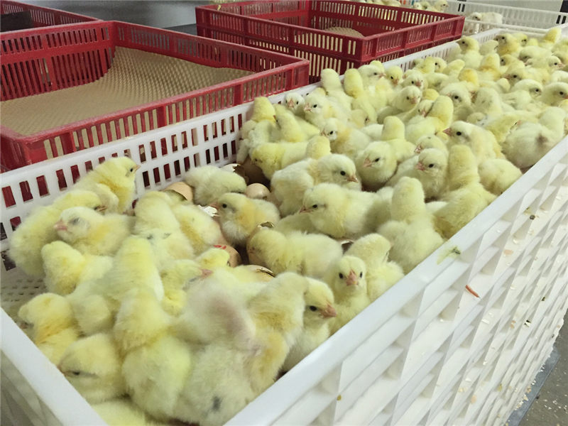 hatcher chicks comes out.jpg